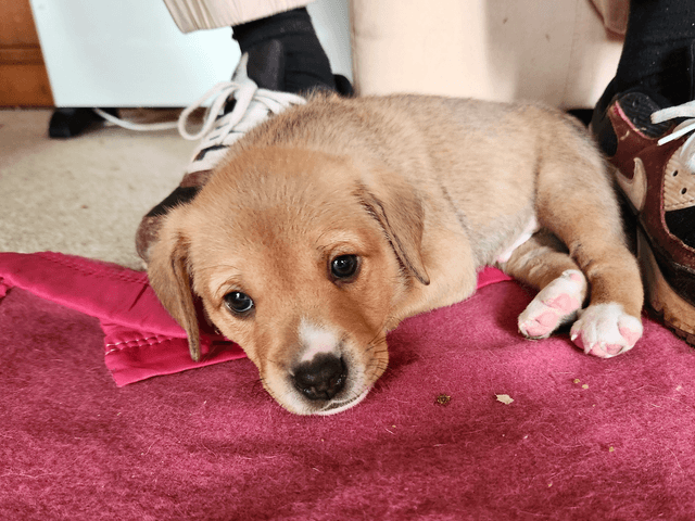 Baloo_chien_adopté