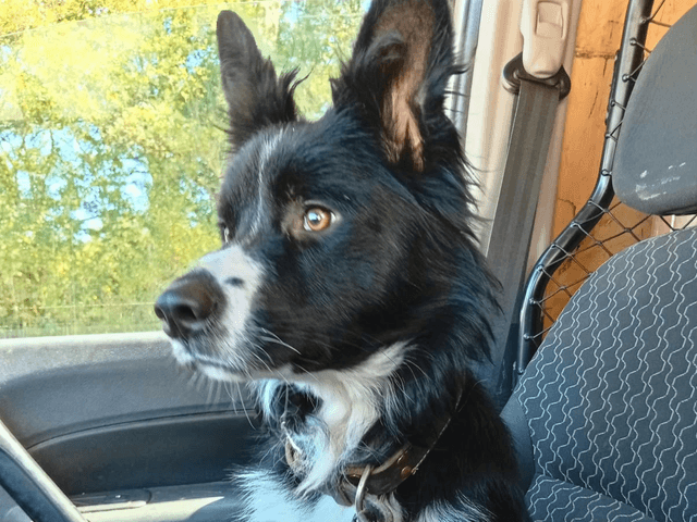 Fino_chien_adoption