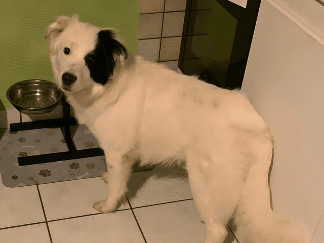 Kumba_chien_adoption