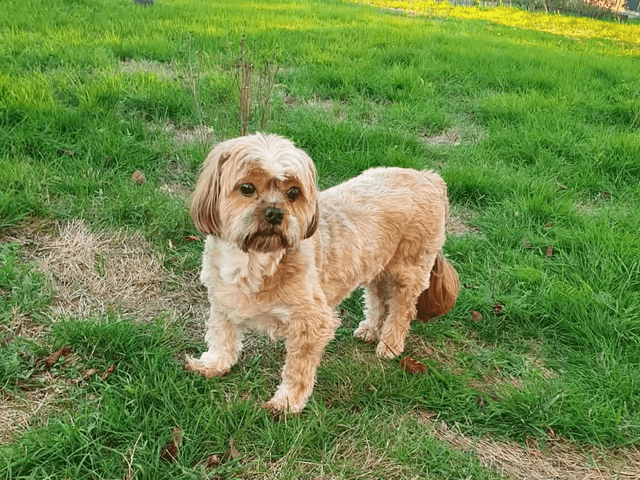 Nioky_chien_adopté