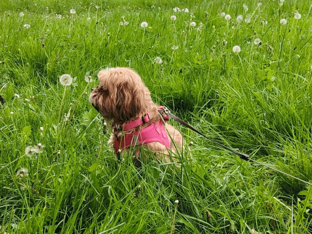 Nioky_chien_adopté