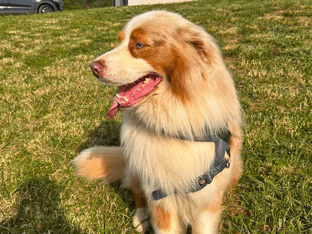 Toby_chien_adopté