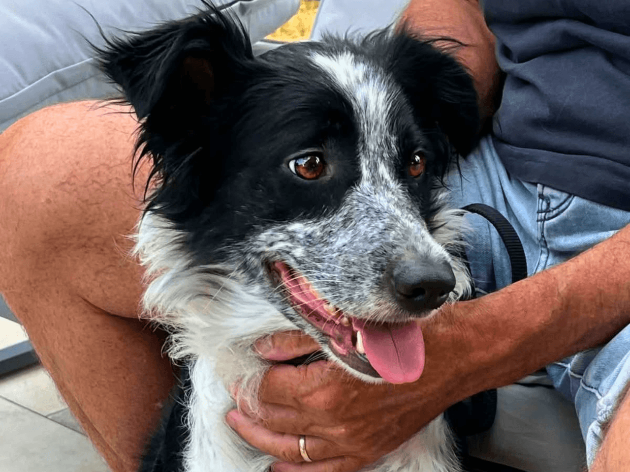 ariel_chien_adoption