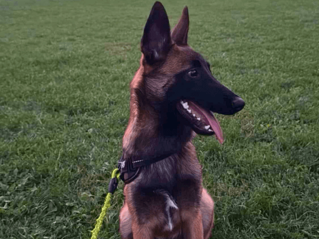 arrow_chien_adoption