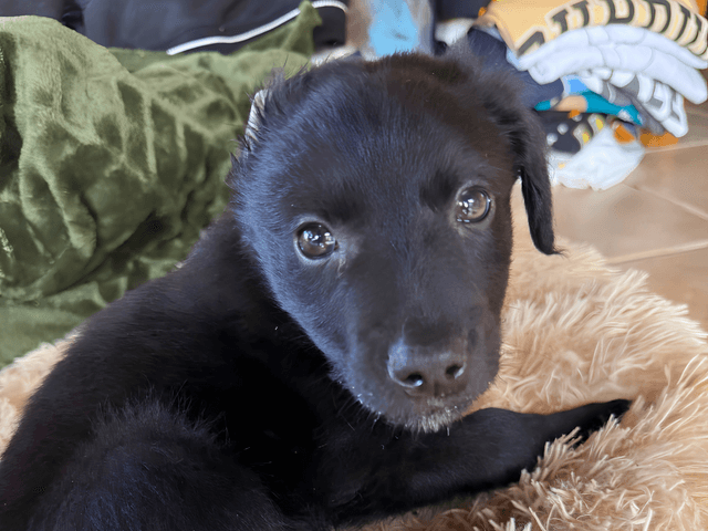 Bobby_chien_adoption