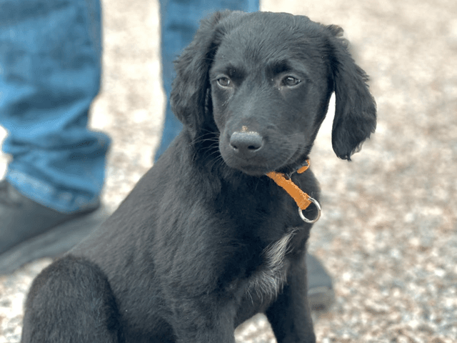 brioche_chien_adopté