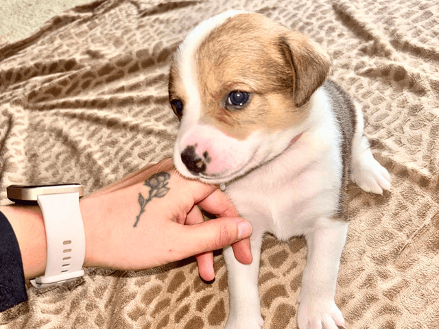 bulle_chien_adopté