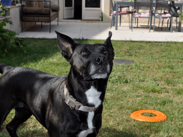 bulma_chien_adoption
