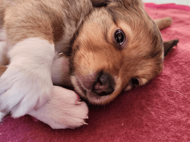 canelle-chien-adopté