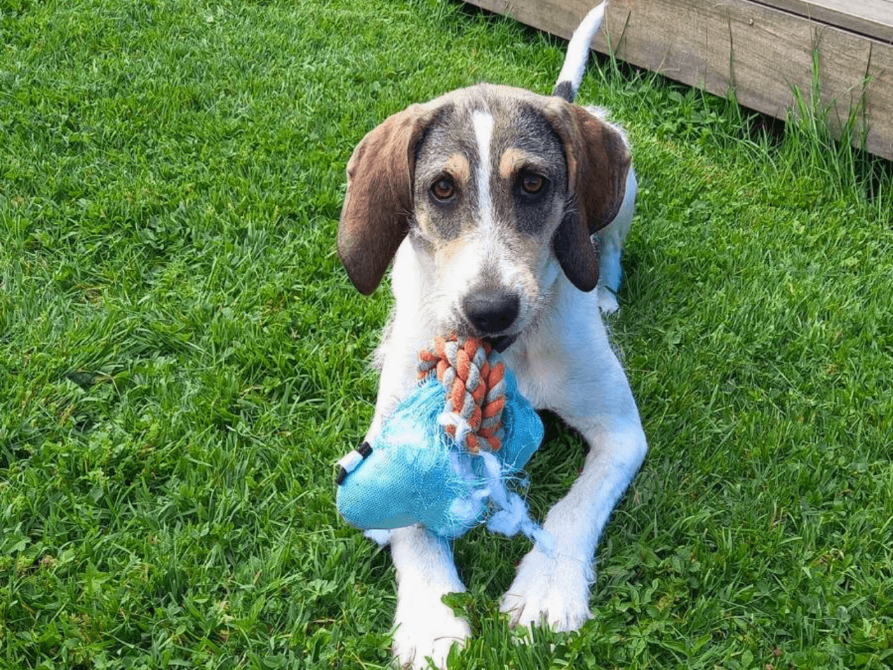 cora_chien_adoption