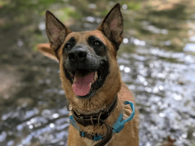 drake_chien_adoption