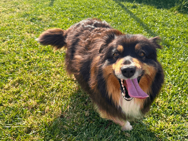 fifille_chien_adopté