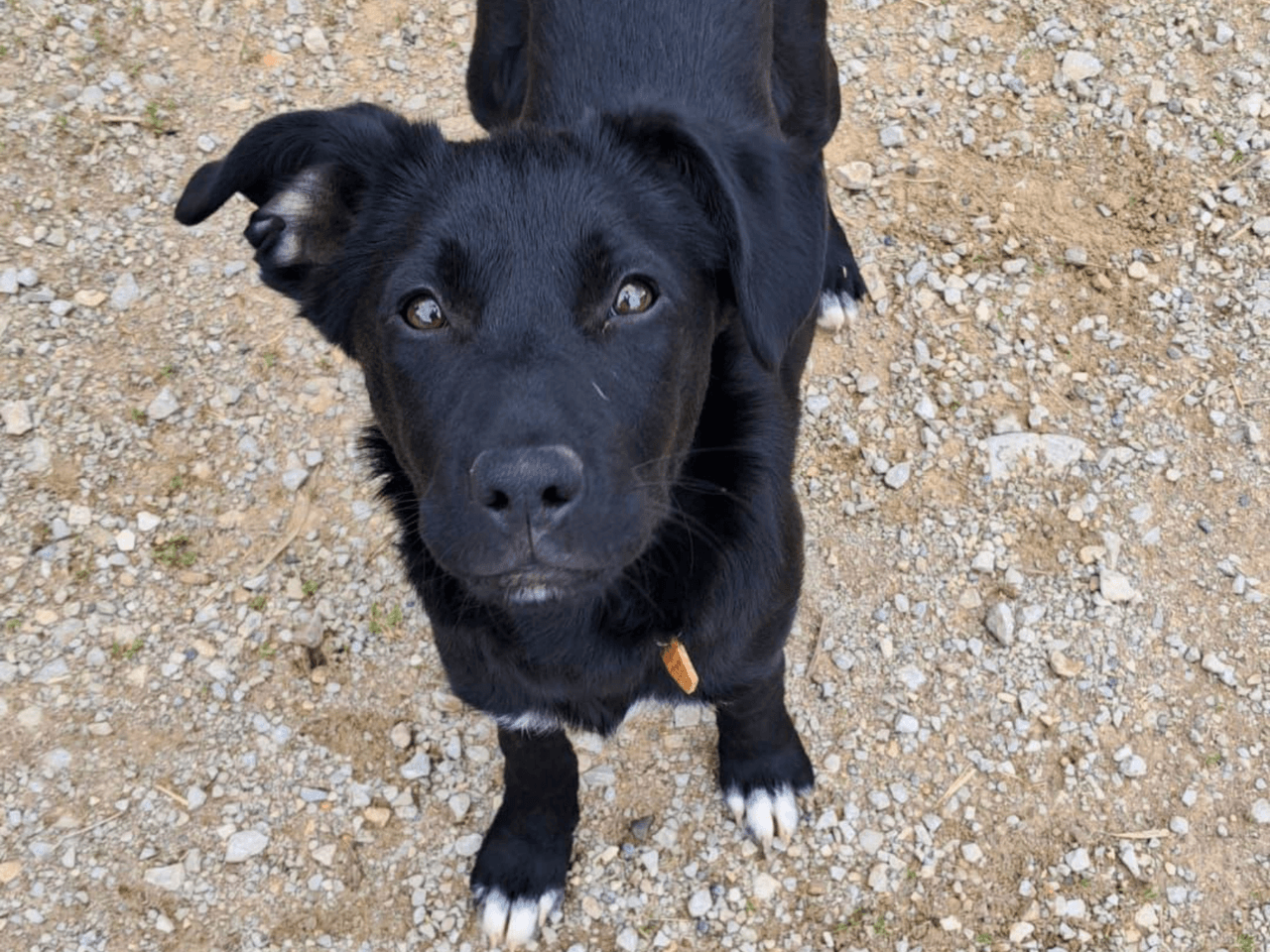 kiss_chien_adoption