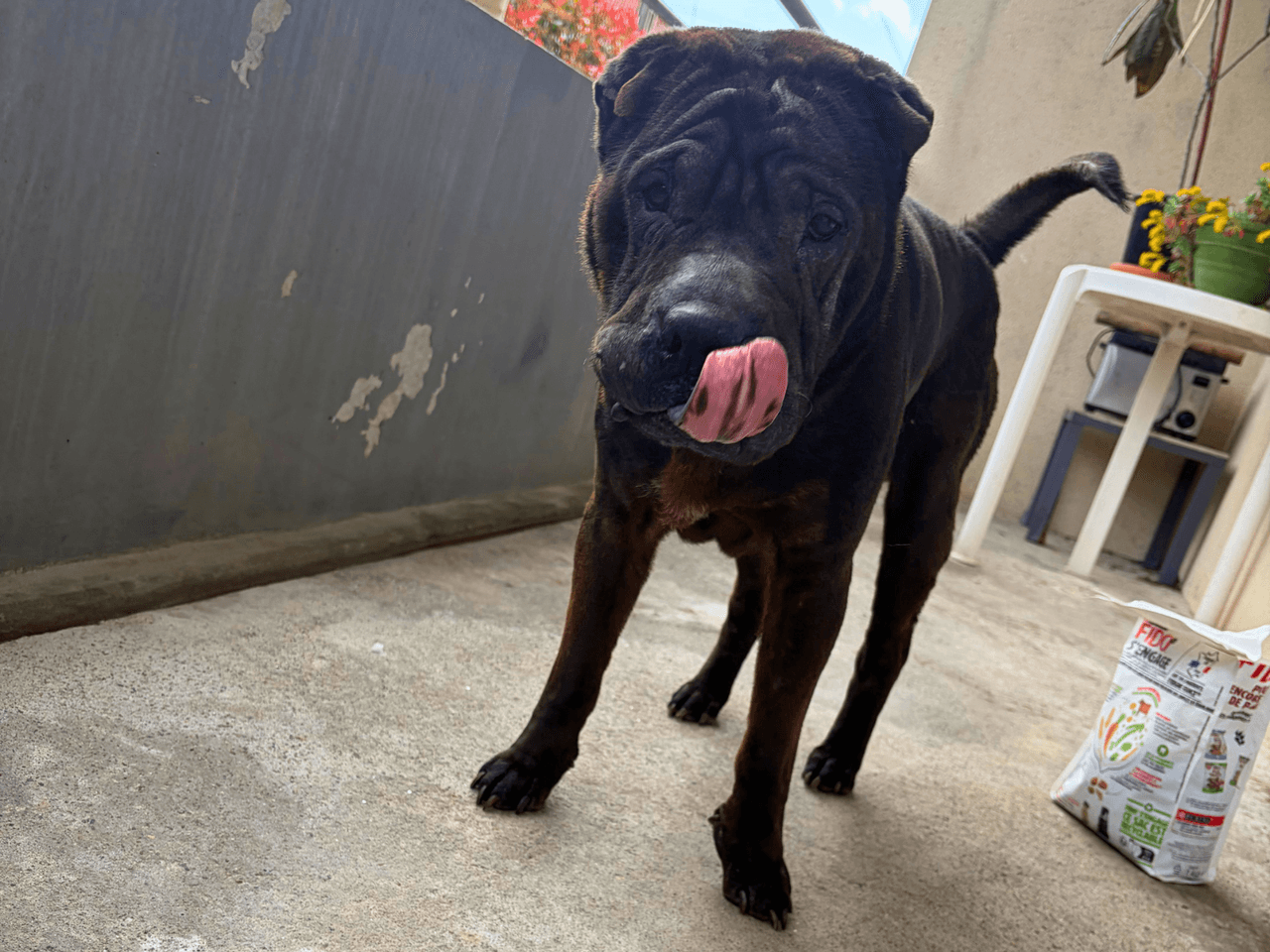 lino_chien_adoption