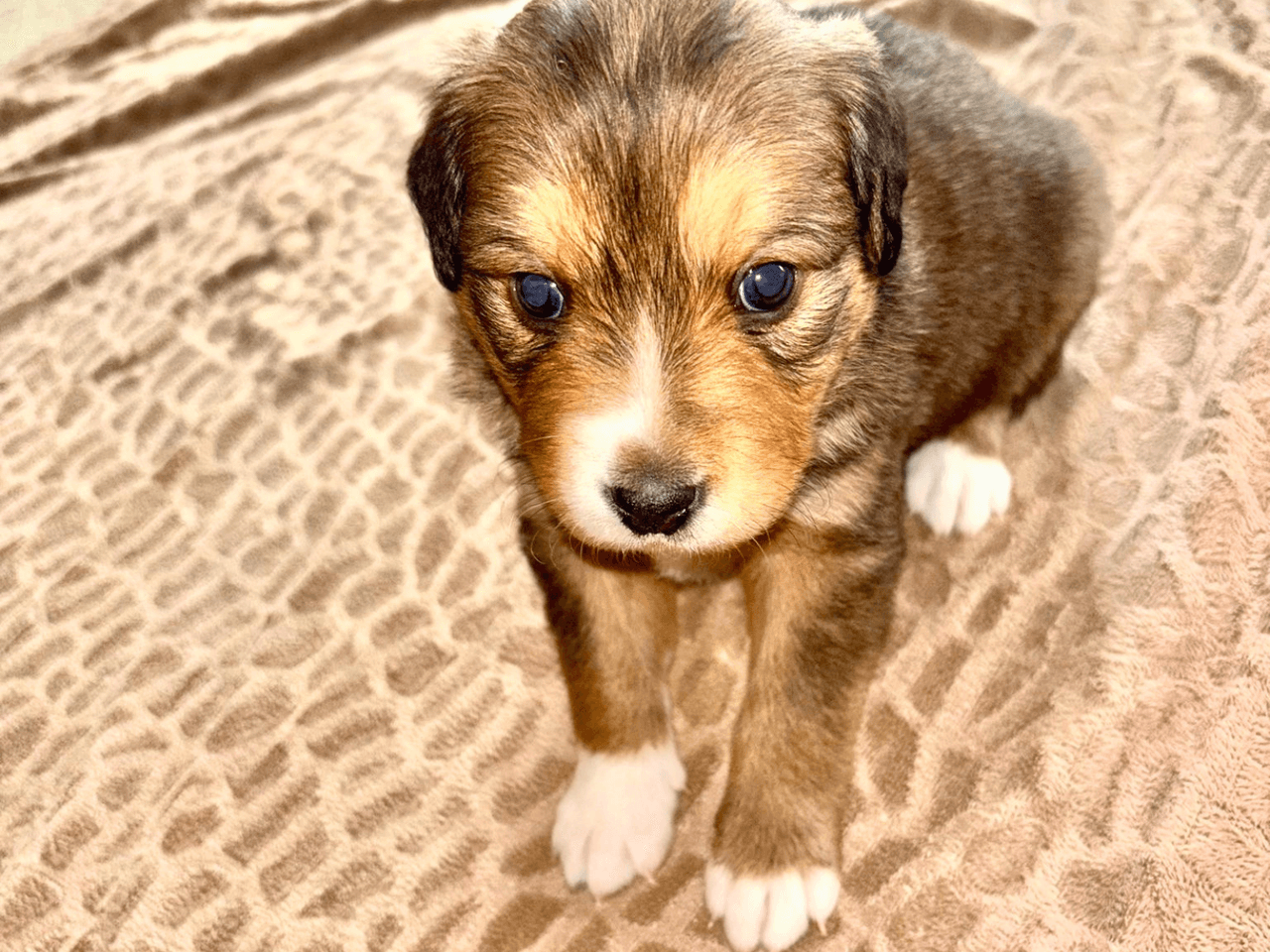 loki-chien-adopté