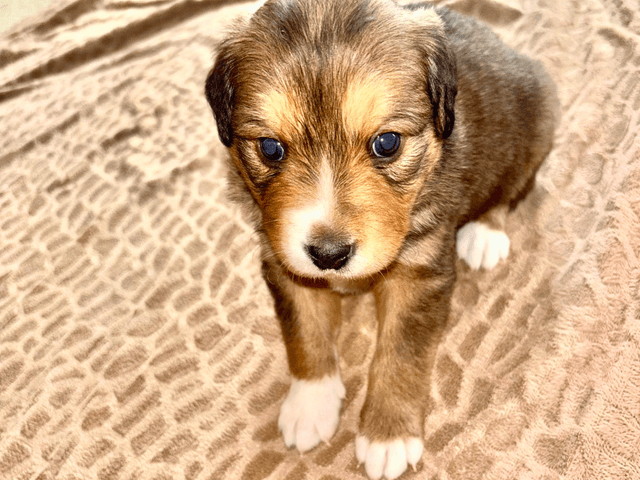 loki-chien-adopté
