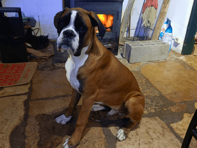 marley_chien_adopté