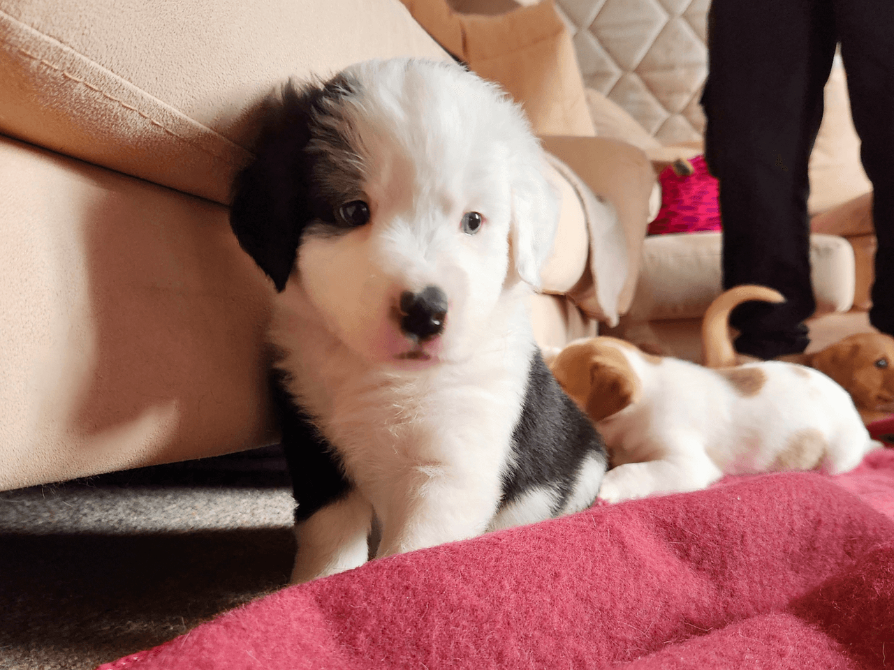 oreo_chien_adopté