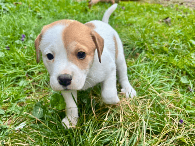 thor_chien_adoption