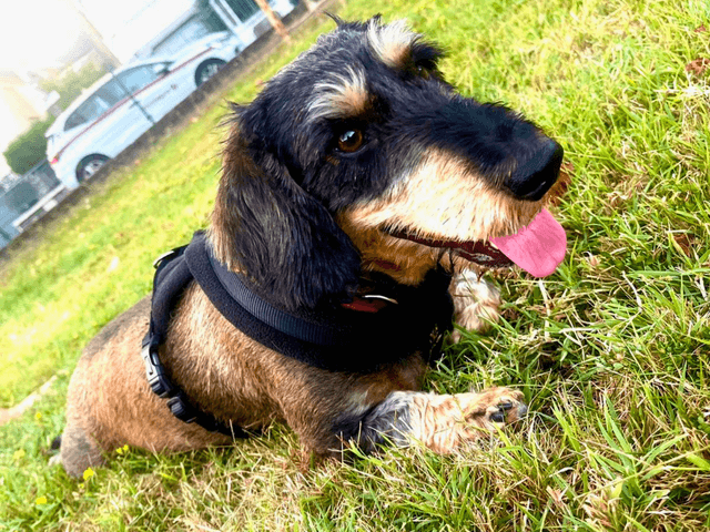 usher_chien_adoption3.