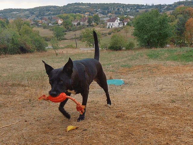 Spyke_adoption_chien