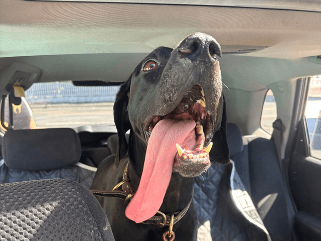 artémis_chien_adoption