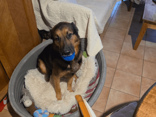 blade_chien_adoption