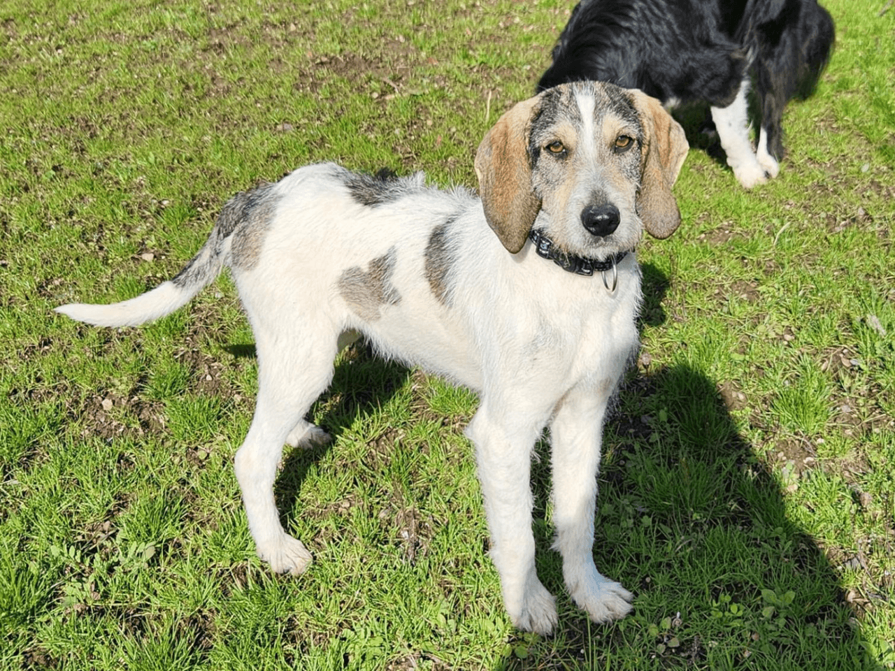 cora_chien_adoption
