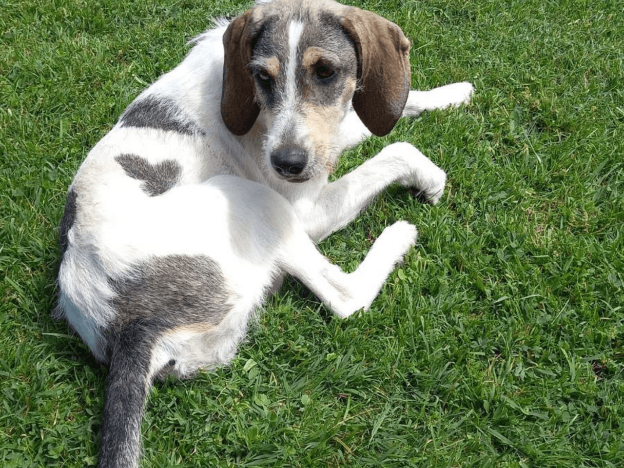cora_chien_adoption