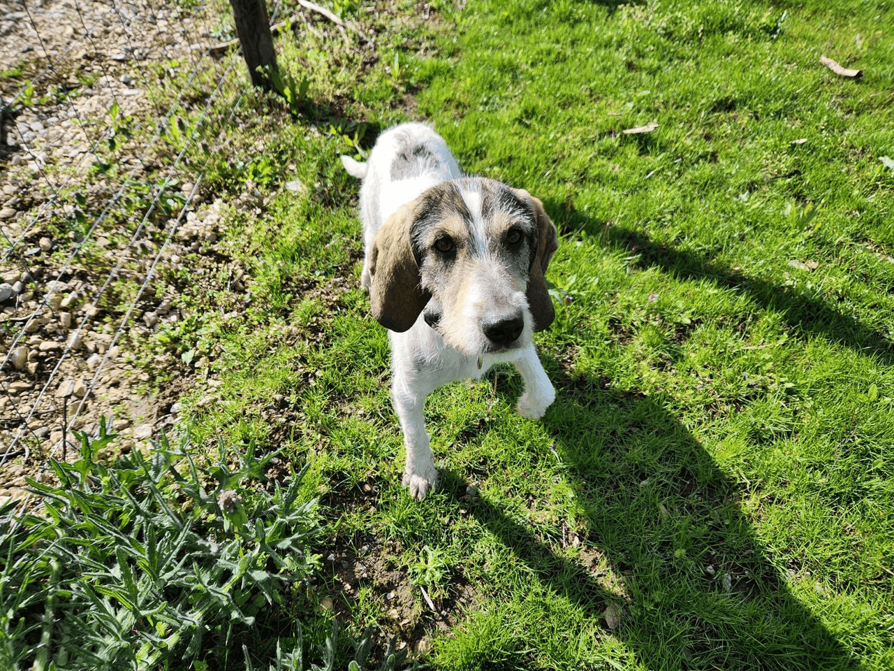 cora_chien_adoption