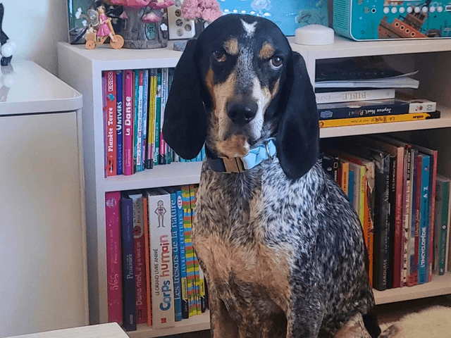 dolly_chien_adoption